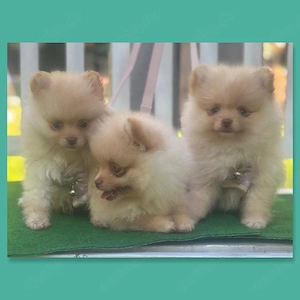 3 Wunderschöne Reinrassige Pomeranian Welpen 