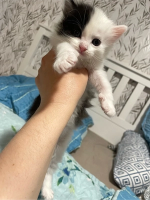 Süse Babykätsen 