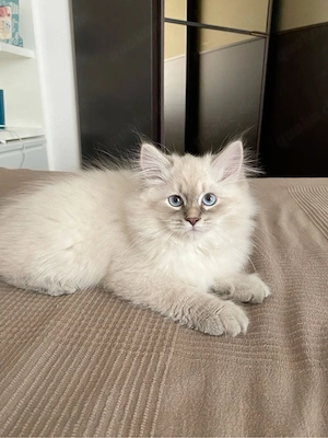 Ragdoll kitten 12 Wochen alt