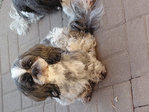 Shih Tzu Hündin