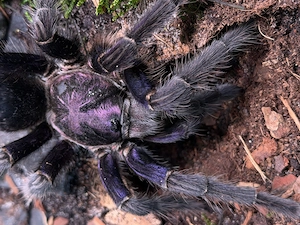 Vogelspinnen abzugeben