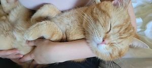 bkh kater zu verkaufen