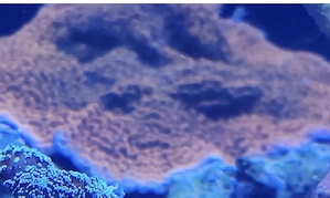 Montipora cherry tree Ableger koralle Meerwasser 