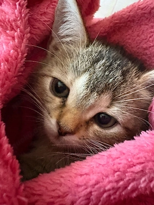 Süße Kitten gegen Schutzgebühr abzugeben 