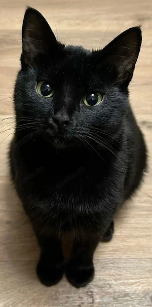 schwarze Katze, Kitten