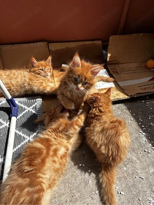 Reinrassige Maine Coon Kitten