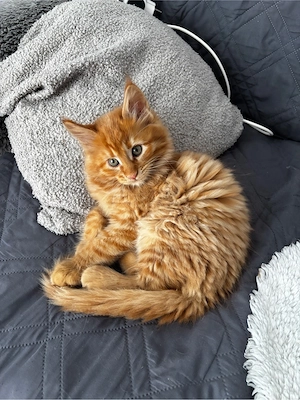 Reinrassige Maine Coon Kitten