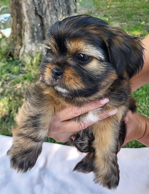 Shihzu   Pekinese
