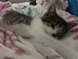 Babykatze zu vergeben   Nähe Gera 