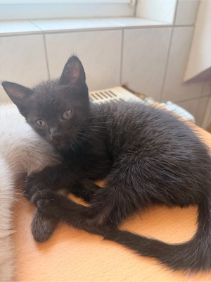 Katzenbaby Reserviert! 
