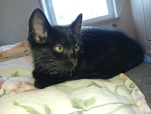kitten suchen liebevolles Zuhause 