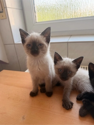 Babykatzen (Männliche Reserviert) 
