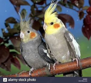 Ich suche nymphensittich perchen 