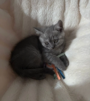 Bkh kitten 