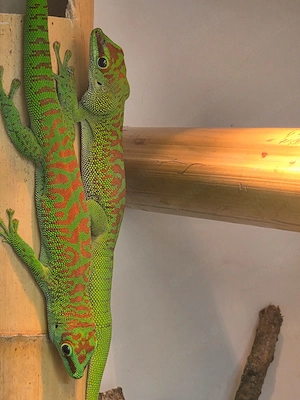 Madagaskar Taggecko-High Red