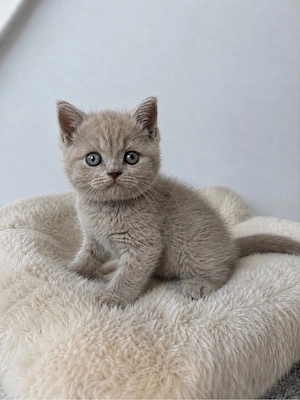 Britisch Kurzhaar Kitten