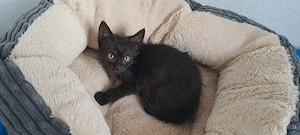 Katzenbaby " Elsa "