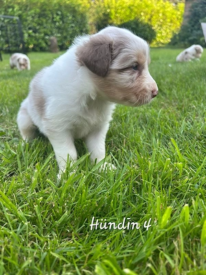 Australian shepherd Welpen 