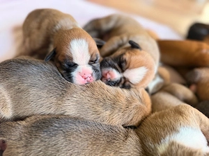Bulldoggen Boxer Mix 