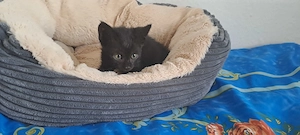 Katzenbaby " Emilio "