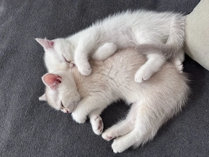 Zuckersüße BKH Kitten (Weibchen) 