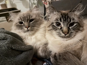 2 Neva Masquerade Kater