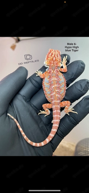 Bartagame Hypo high Blue Tiger inkl Terra ! 