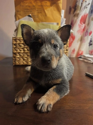 Heeler-Welpen suchen ein liebevolles Zuhause