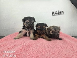 Morkie  Yorkshire-Malteser welpen   Chip