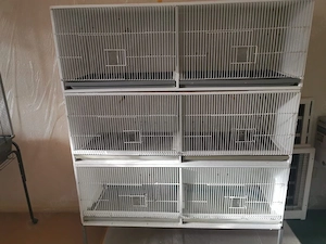 zuchtboxen