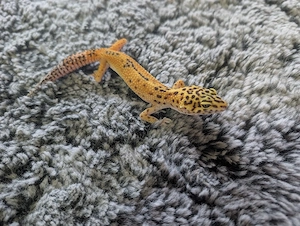 0.1 Eublepharis macularius *Leopardgeckos* 