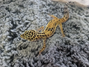 Eublepharis macularius *Leopardgeckos* 