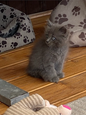 Baby katzen (M)