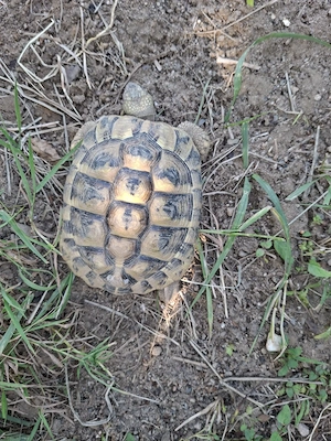 griechische Landschildkröte