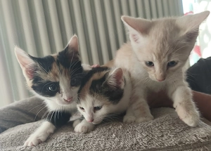 Babykatzen, Babykitten, Junge Katzen, Katzen