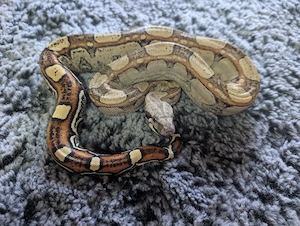 1.1 Boa constrictor het VPI