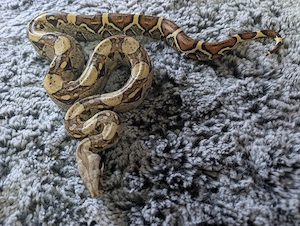 0.1 Boa constrictor het VPI