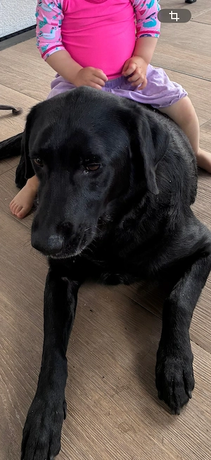 Schweren Herzens suchen wir für unseren Simba ein neues Zuhause