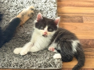 Maine Coone Mix Kitten Kater 1x noch verfügbar.