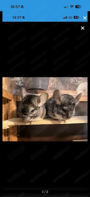 3 chinchilla 