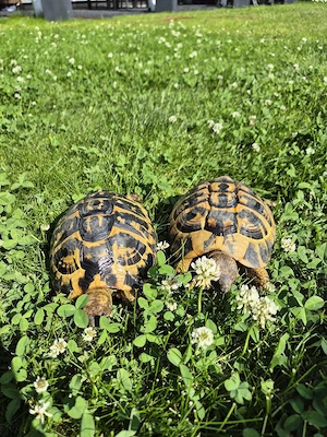 Pärchen Griechische Landschildkröten (Testudo hermanni hermanni THH)