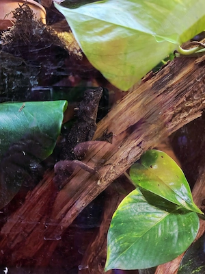 Acanthosaura capra 2.1 (grüner nackenstachler)