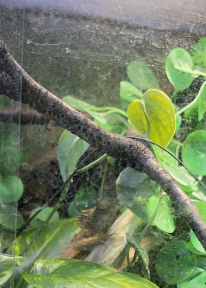 Acanthosaura capra 2.1 (grüner nackenstachler)