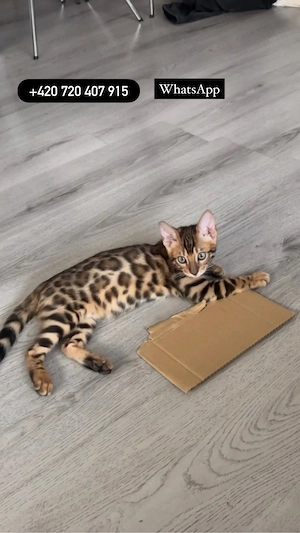    Bengal cat 