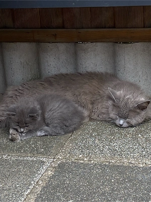 Baby katzen(M)