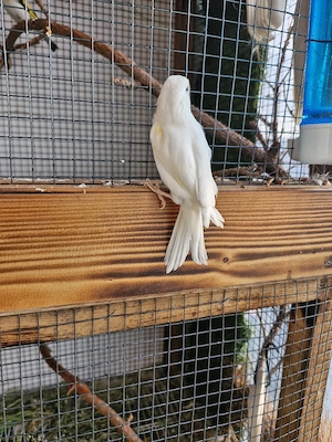 kanarienvogel 