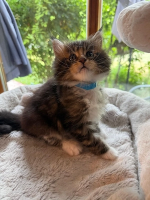 Maine Coon Kitten 