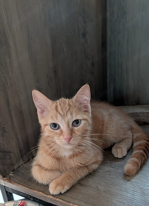 katzen kitten 