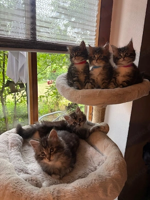 Maine Coon Kitten 