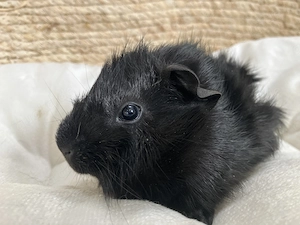 Lustiges Meerschweinchen Rosettenböckchen "Midnight" sucht ein neues Zuhause